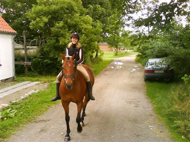 Dansk Varmblod Savannah - hehe billede 11