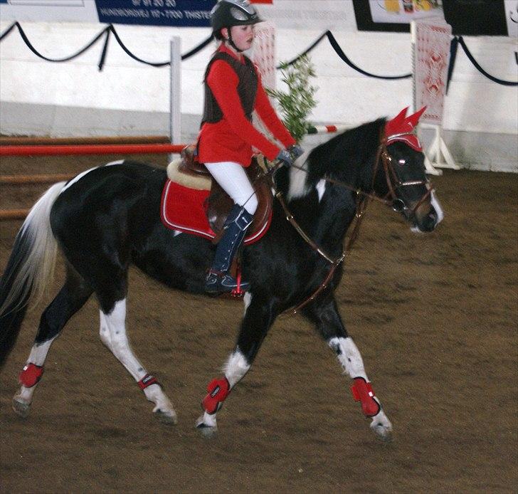 Pinto Faithful´s Xanadu - Xanadu -Ld 4.plads, Lc 2.plads. billede 6