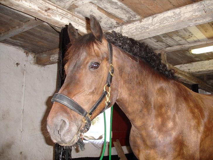 Anden særlig race Bette Hansen - Velkommen til bette´s profil =D billede 1