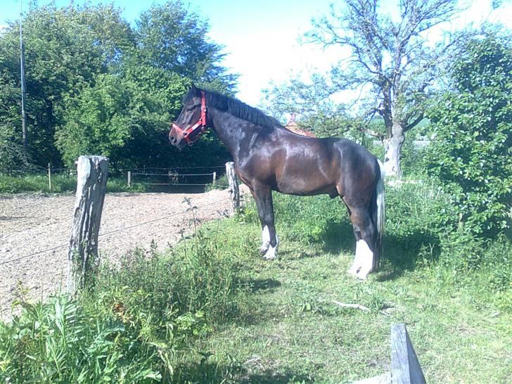 Anden særlig race Bette Hansen billede 2