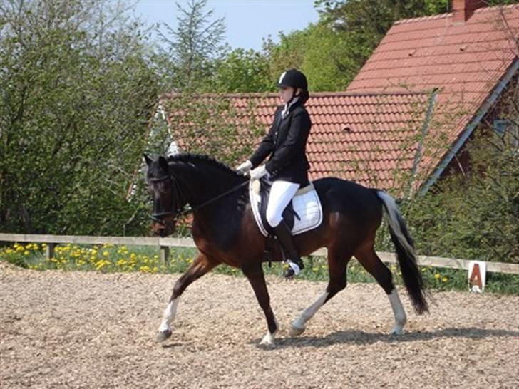 Anden særlig race Bette Hansen billede 4