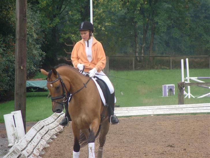 Hollandsk Sportspony Margriet - Solgt billede 7