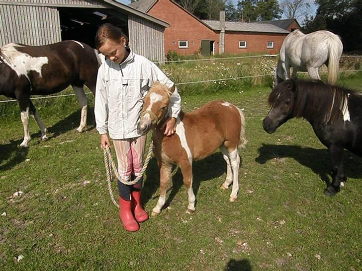 Shetlænder Faithful´s Stuart SOLGT - Bedste venner <33 (L) billede 14