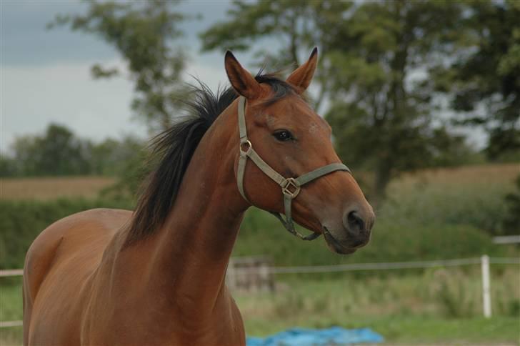 Dansk Varmblod Luna billede 6