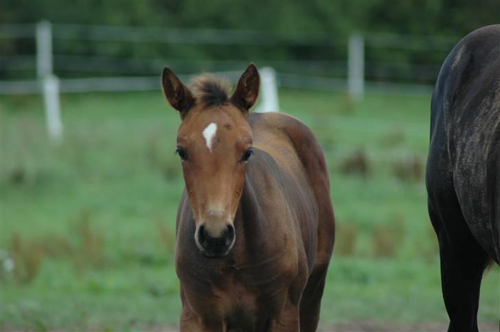Dansk Varmblod Kastaniegården´s  Nedina  billede 18
