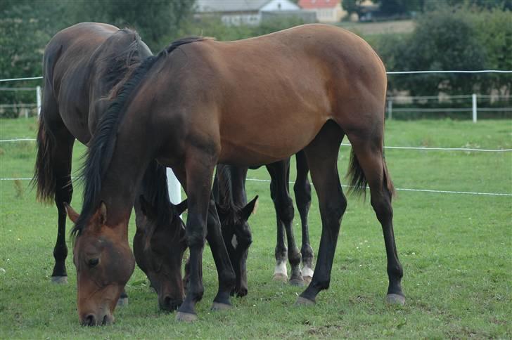 Dansk Varmblod Kastaniegården´s Nivea billede 7