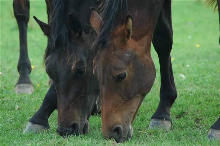 Dansk Varmblod Kastaniegården´s Nivea billede 8