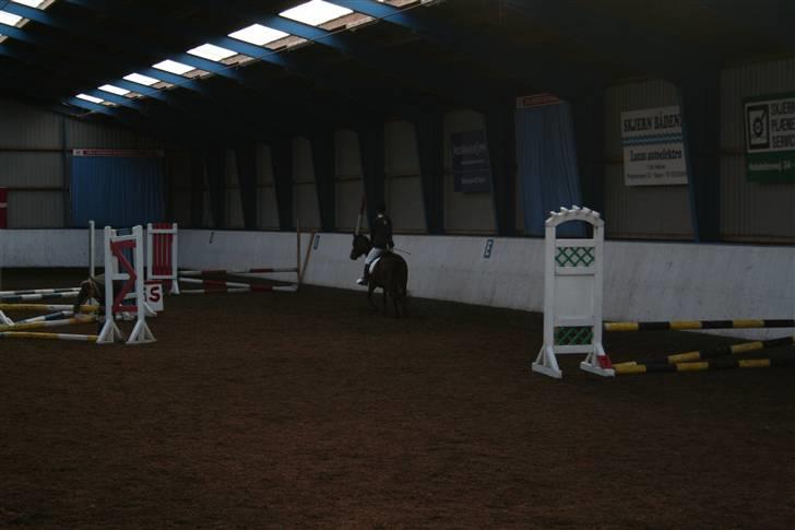 New Forest Lucky Lunde billede 19