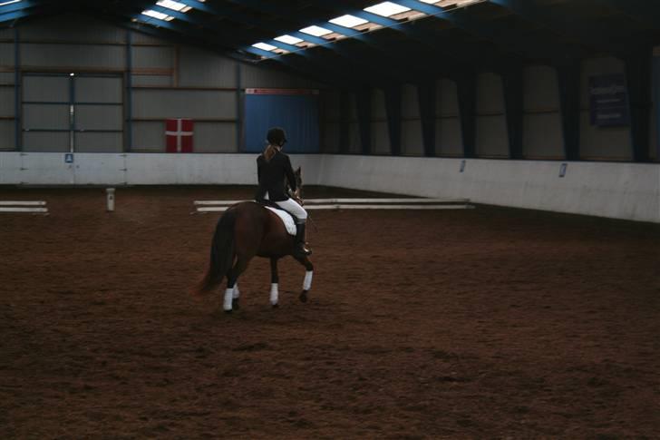 New Forest Lucky Lunde billede 20