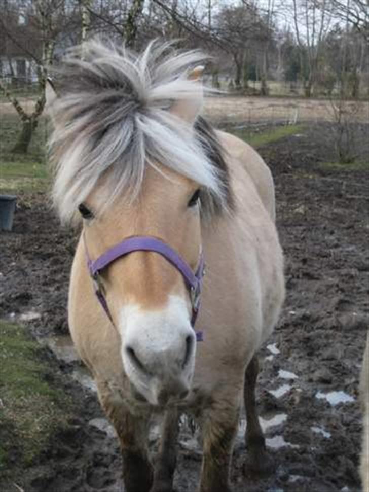 Fjordhest trine min gamle hest billede 1