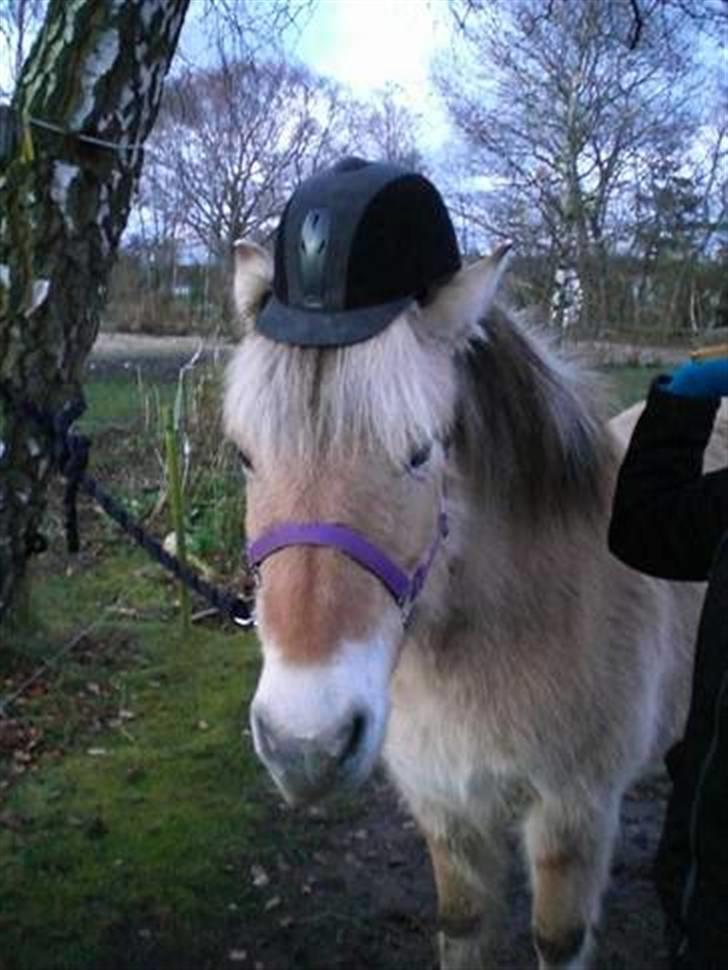 Fjordhest trine min gamle hest billede 2