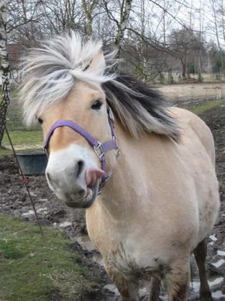 Fjordhest trine min gamle hest billede 3