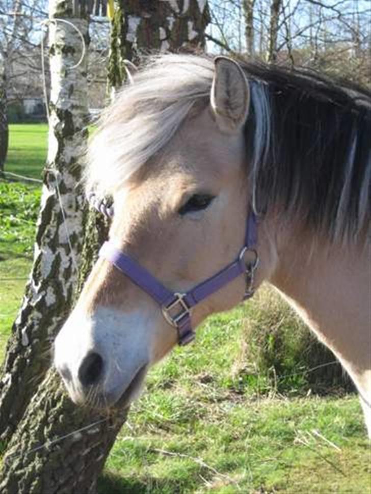 Fjordhest trine min gamle hest billede 4