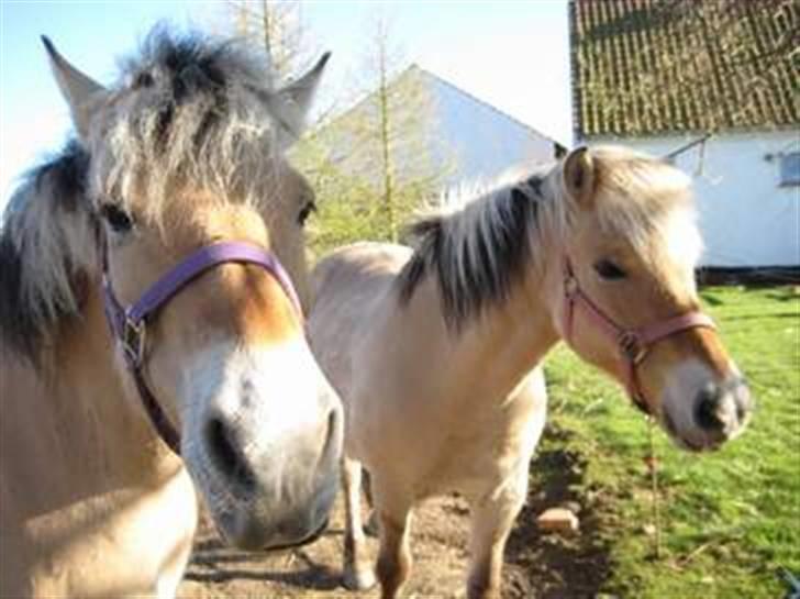 Fjordhest trine min gamle hest billede 5