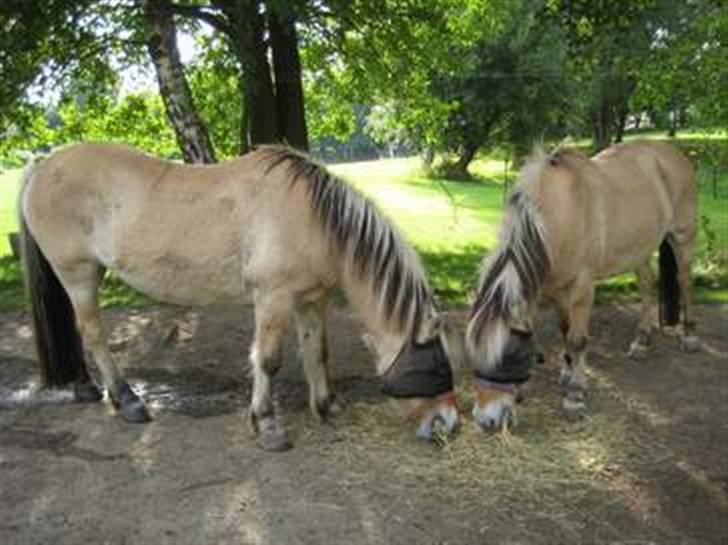 Fjordhest trine min gamle hest billede 6