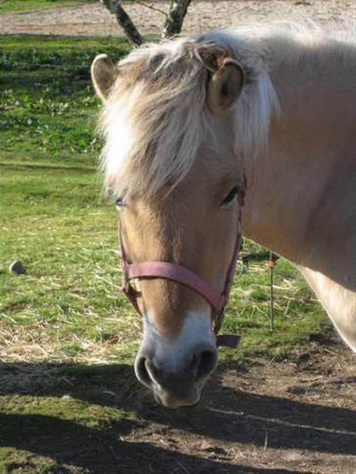 Fjordhest trine min gamle hest - tulle (søstern) billede 7