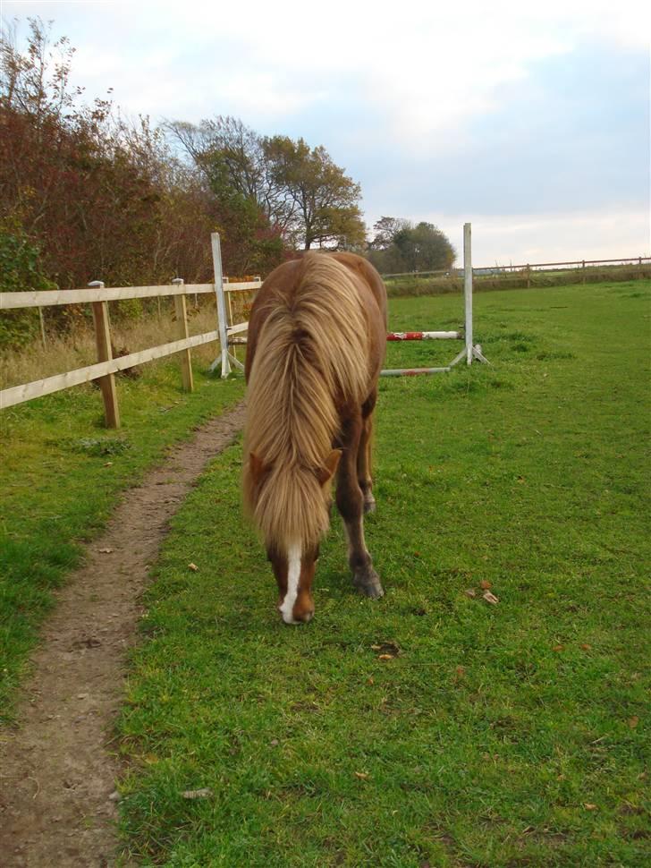 Islænder Glamur - Verdens bedste ismule! billede 7