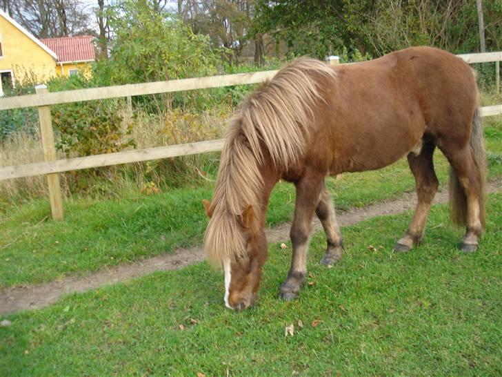 Islænder Glamur - Jeg elsker dig! billede 8