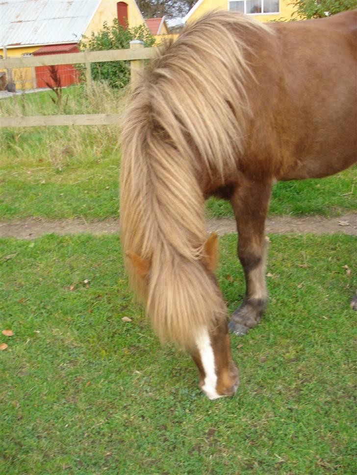 Islænder Glamur - <3 billede 9