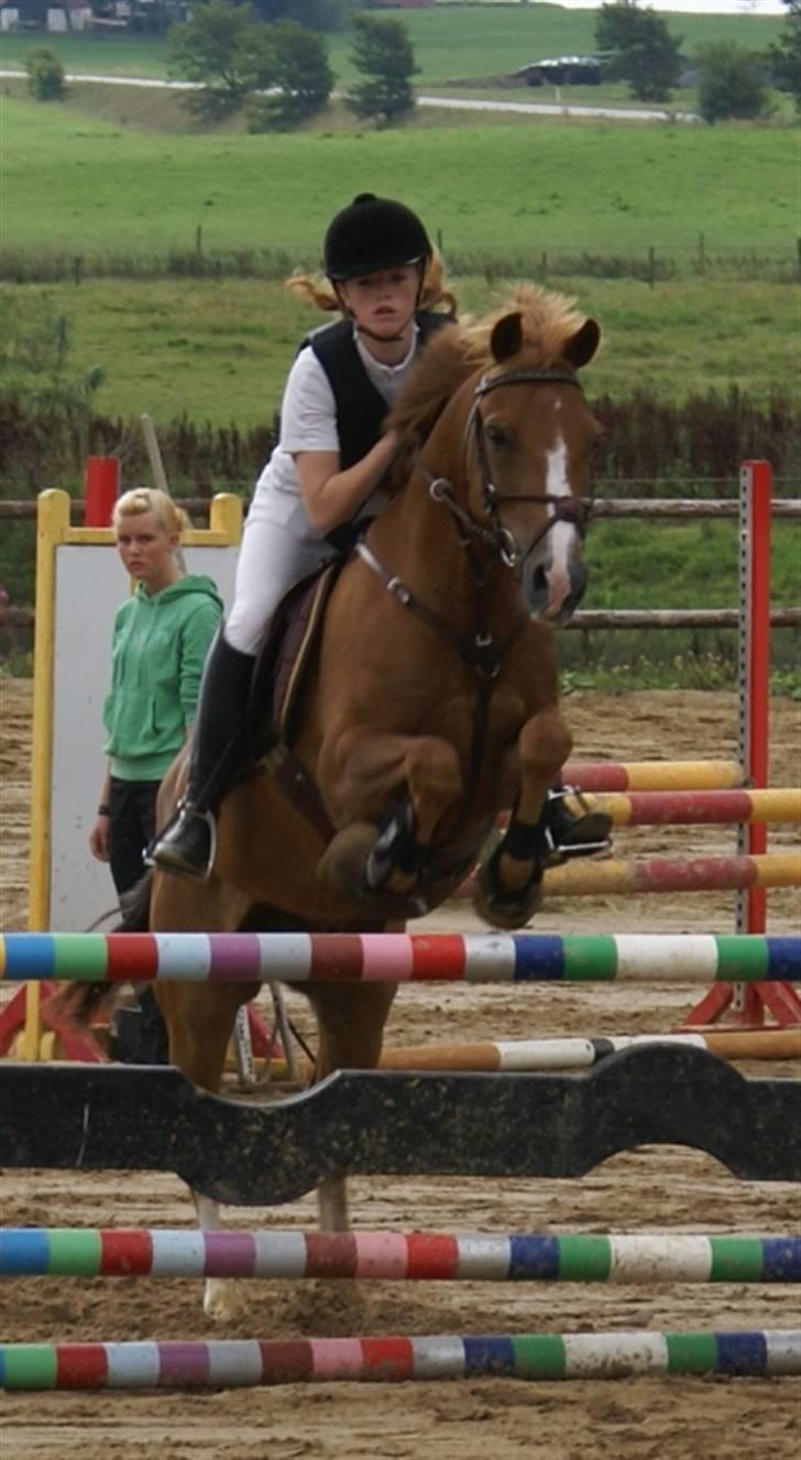 New Forest Hoppenhofs Sergio solgt billede 12