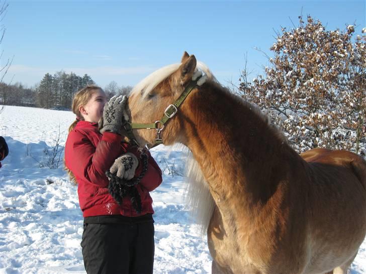 Haflinger Herta - 17) Mig og herta i sneen billede 16