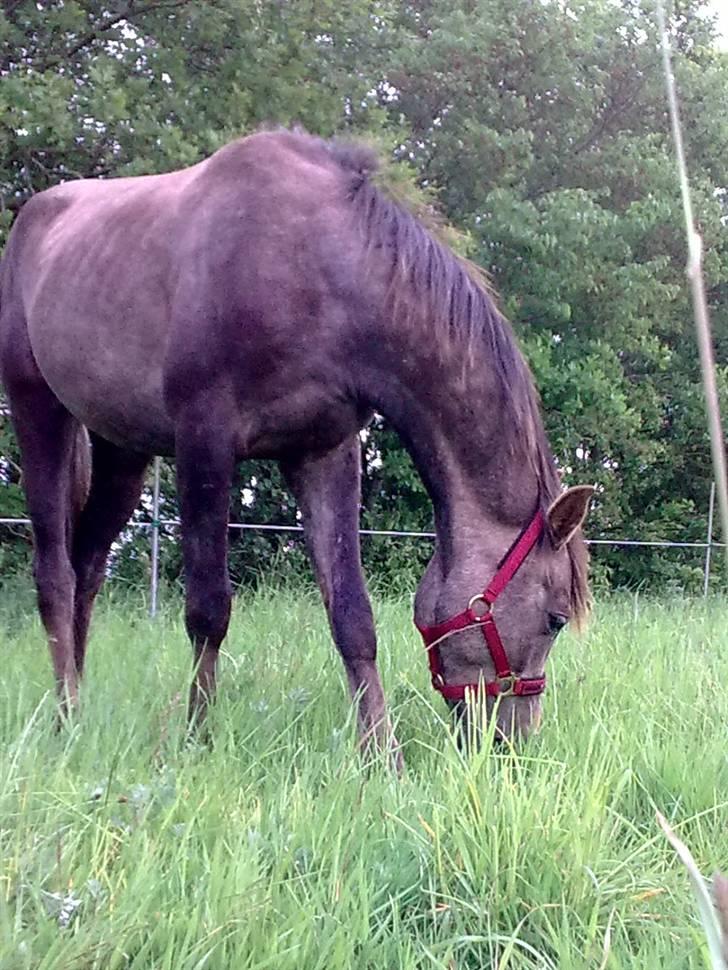 Arabisk fuldblod (OX) R.I.P. Al Kahil-A OX 4554 - et lille billede af ham  billede 1