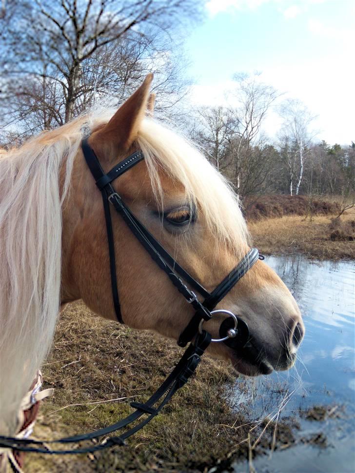 Haflinger Herta - 18) Mig og Herta ved søen :) billede 17