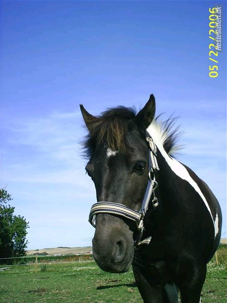 Anden særlig race kosmo R.I.P:( - kosmo<3 billede 17