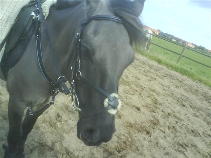 Konik Polski Charlie Am Tess ¤R.I.P¤ - Charlie 4Ever. billede 1