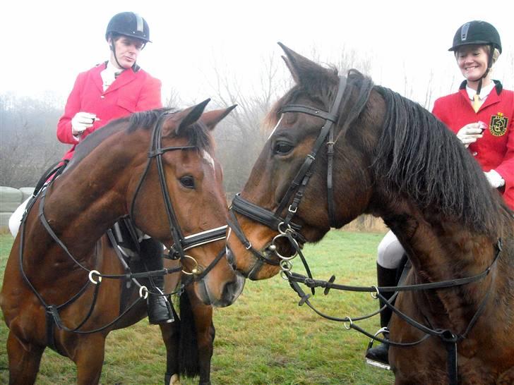 Dansk Varmblod Slumstrups May boy - Mayboy flirter med hopperne til julejagten billede 7