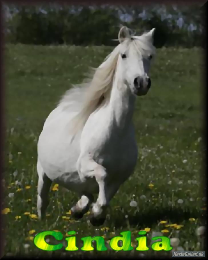Welsh Pony (sec B) | Cindia | billede 18