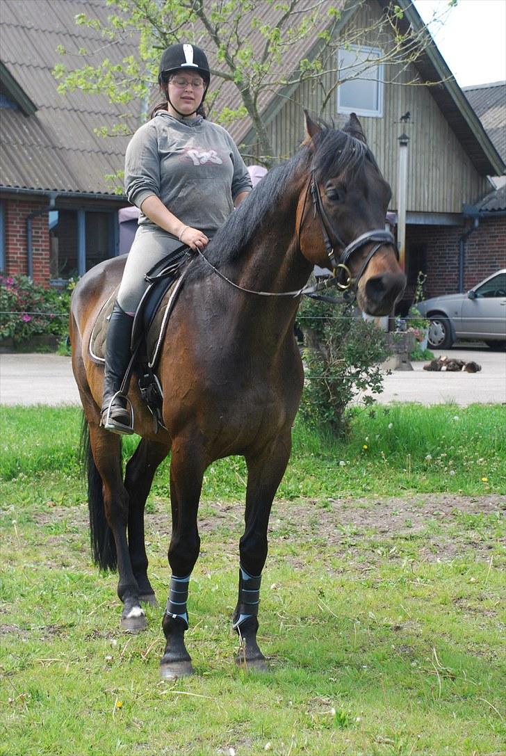 Dansk Varmblod Ellemosens Cobra Fortuna - Et af Cobras yndlings udtryk :P billede 3