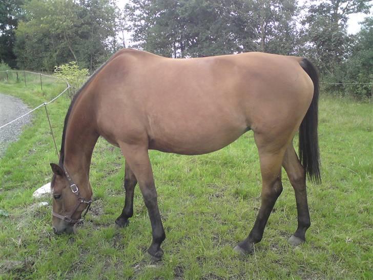 Anden særlig race Amiga  ¤¤ XPart ¤¤ R.I.P billede 10