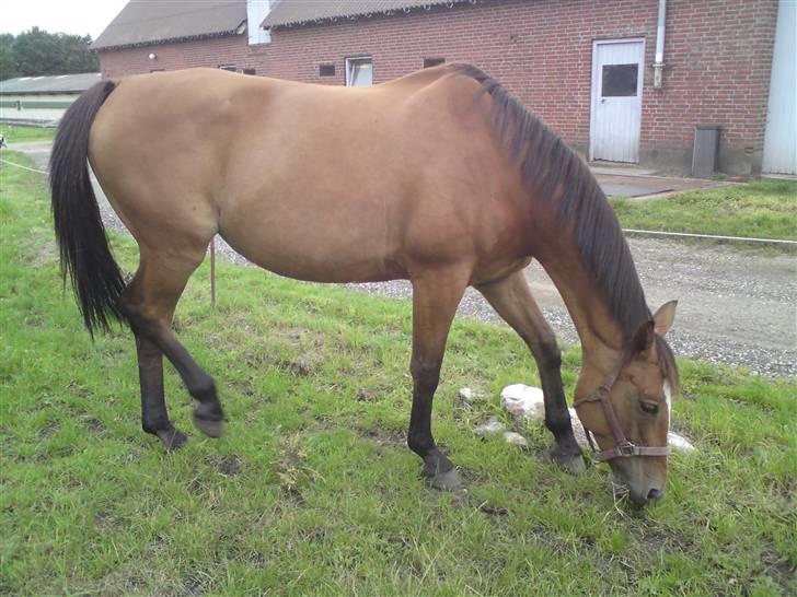 Anden særlig race Amiga  ¤¤ XPart ¤¤ R.I.P billede 11