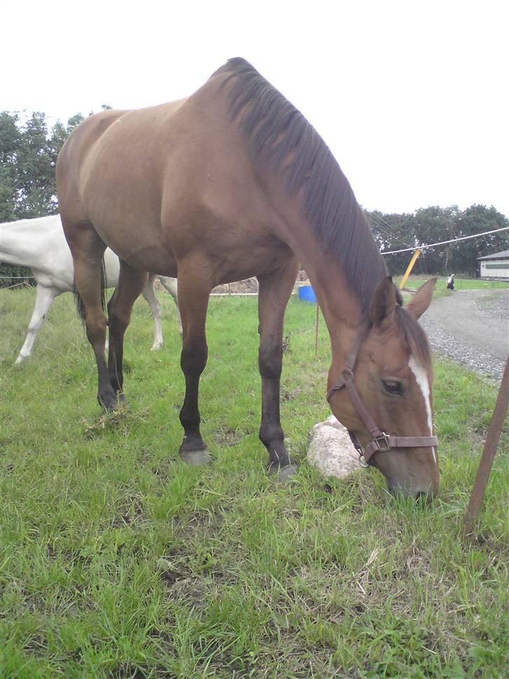 Anden særlig race Amiga  ¤¤ XPart ¤¤ R.I.P billede 12