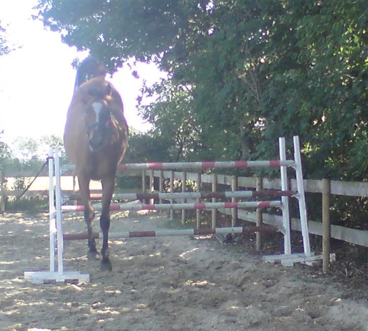 Anden særlig race Amiga  ¤¤ XPart ¤¤ R.I.P billede 13