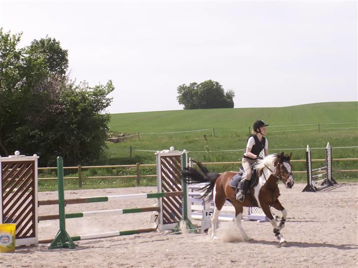 Pinto kelly <´3 billede 3