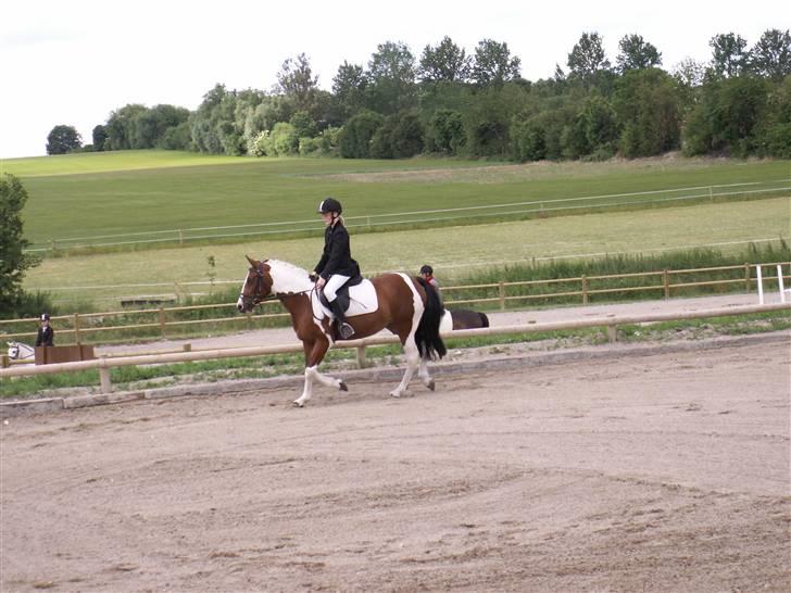 Pinto kelly <´3 billede 4