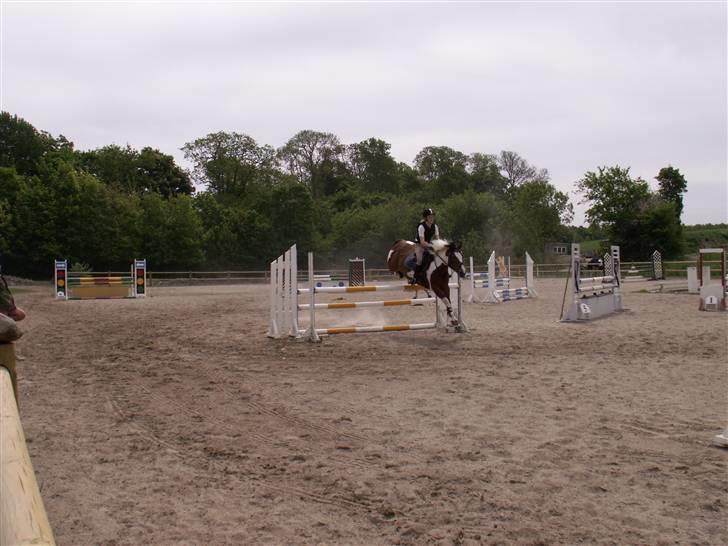 Pinto kelly <´3 billede 5