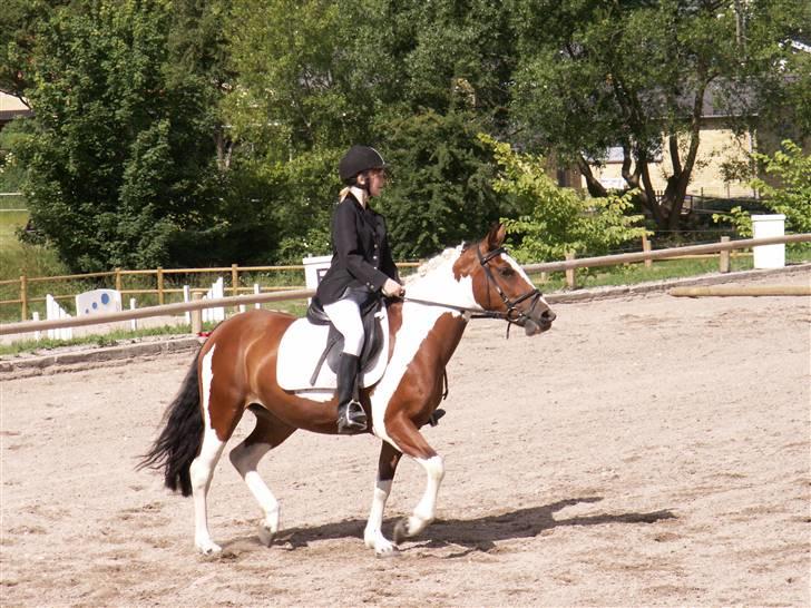 Pinto kelly <´3 billede 6