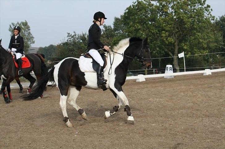 Anden særlig race Pingo - 17# opvarmning :D - Foto: Hanne  billede 17