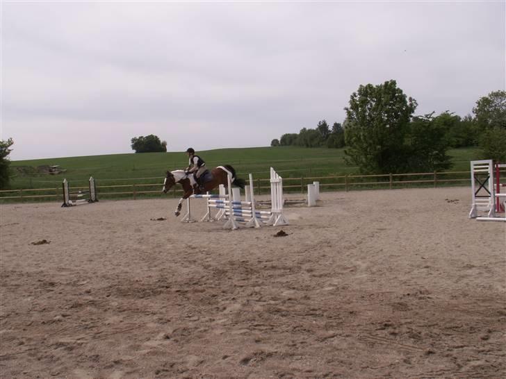 Pinto kelly <´3 billede 7