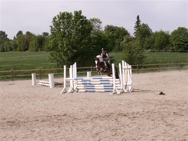 Pinto kelly <´3 billede 8