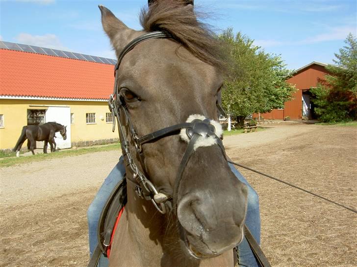 Konik Polski Charlie Am Tess ¤R.I.P¤ - Charlie du er gudesmuk!  billede 3