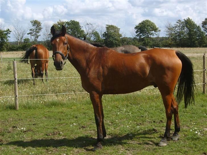 Arabisk fuldblod (OX) Malek (Tidligere redet) - Malek er lige kommet på mark efter en times dressur billede 1