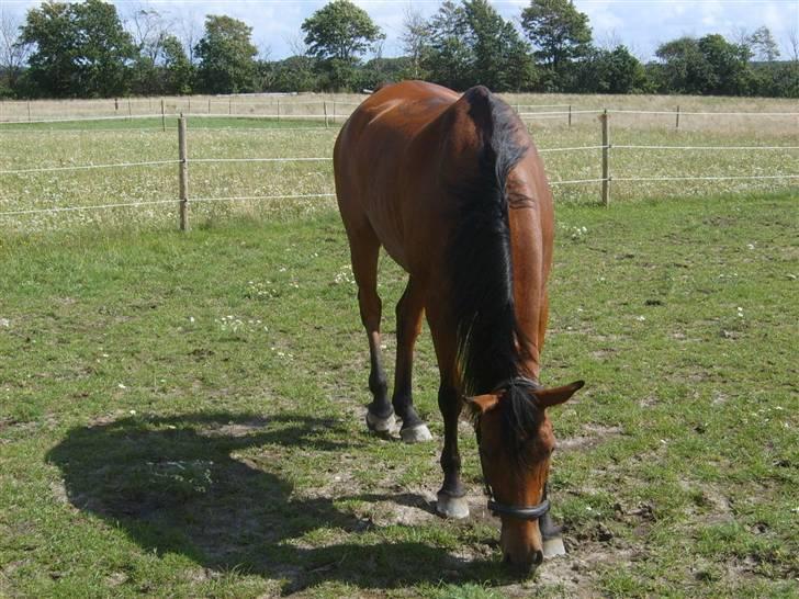 Arabisk fuldblod (OX) Malek (Tidligere redet) - Malek på græs billede 2