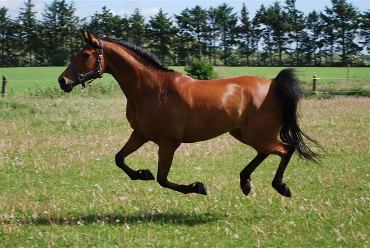 Arabisk fuldblod (OX) Malek (Tidligere redet) - Sejt.. Malek kan vist flyve :) billede 3