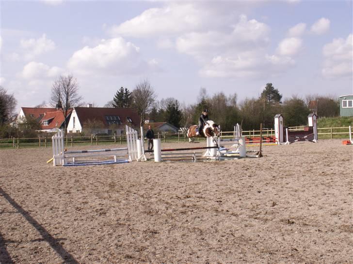 Pinto kelly <´3 billede 9