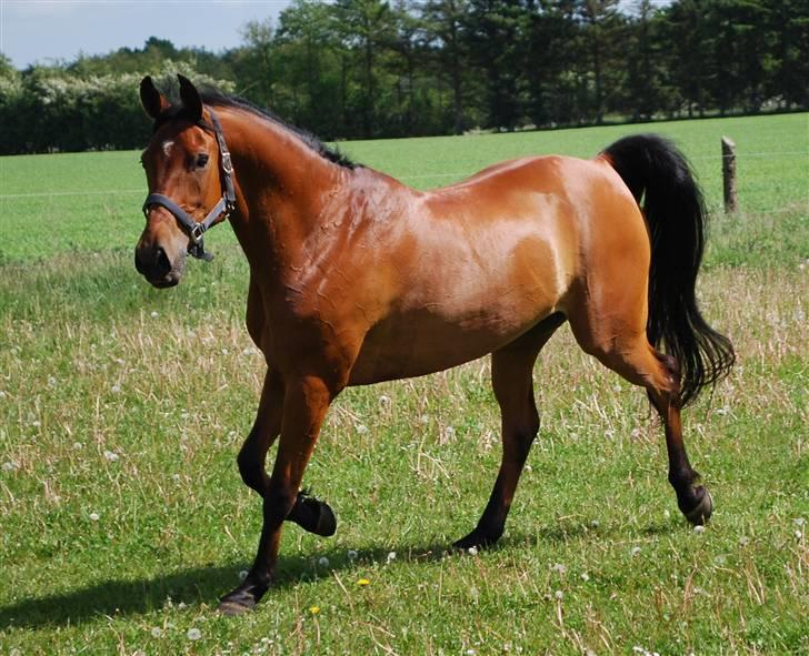 Arabisk fuldblod (OX) Malek (Tidligere redet) - Løbetur på sommermarken billede 4