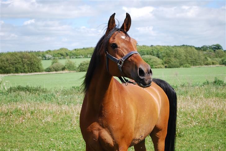 Arabisk fuldblod (OX) Malek (Tidligere redet) - Hmm.. er der nogle?? billede 5